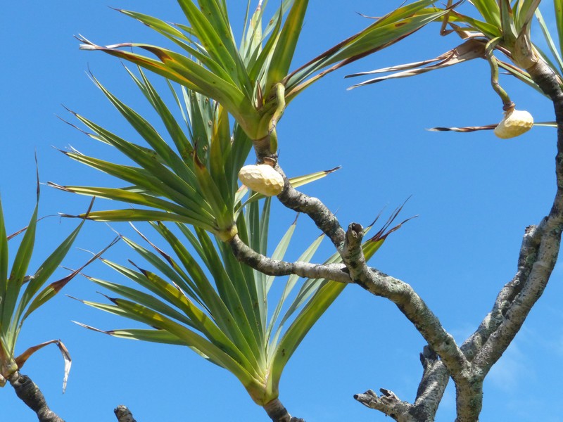Faaxaal Photos nature gratuites et libres de droits Pandanus utilis