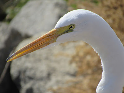 Sacramento National Wildlife Refuge