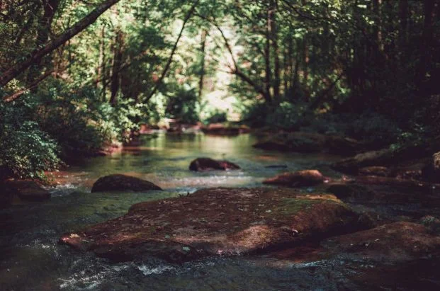 Spesies Yang Hidup Di Hutan Hujan Tropis