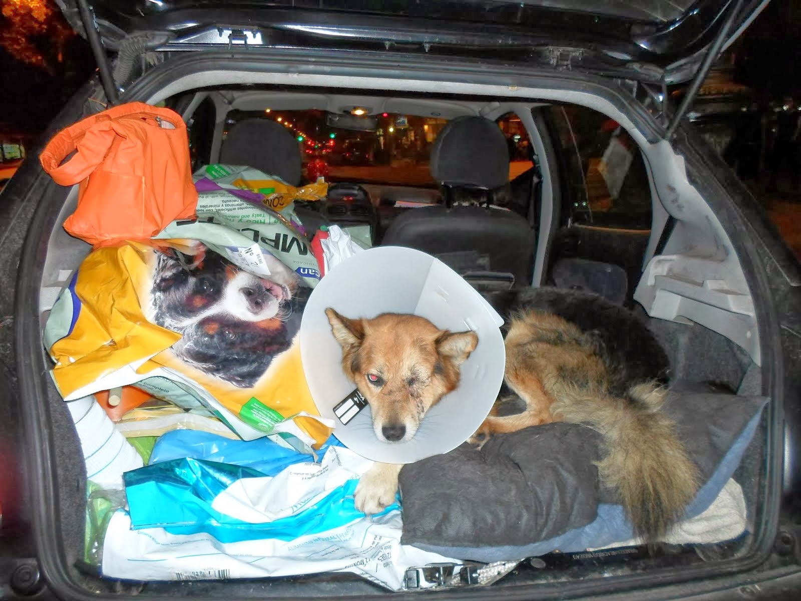 ESTE ES LOBITO PERRO COMUNITARIO DE LA BOCA