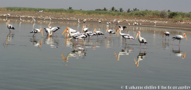 Migrated bird watching at Bhigwan kumbargaon - Simply amazing experience