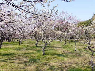 山田池公園 梅林の梅