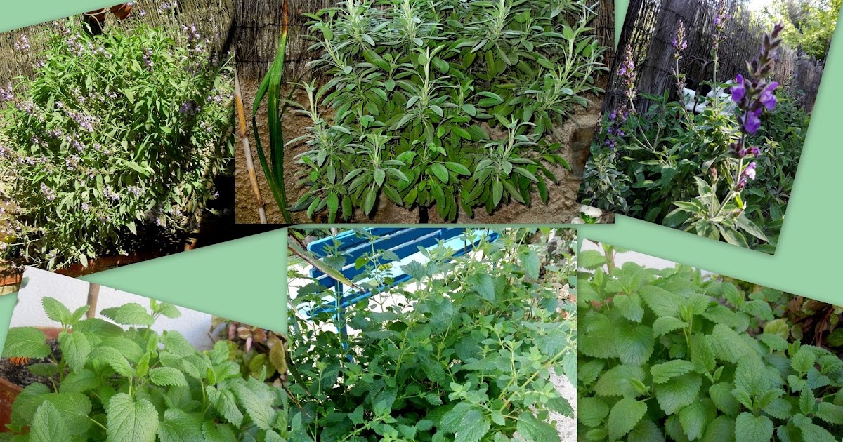 Paprika En La Cocina: Salvia y Mejorana. Plantas aromáticas y