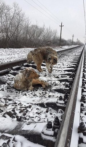 Perro protege a otro del tren en Ucrania