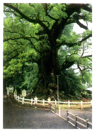 Ancient and huge Camphor tree in Japan