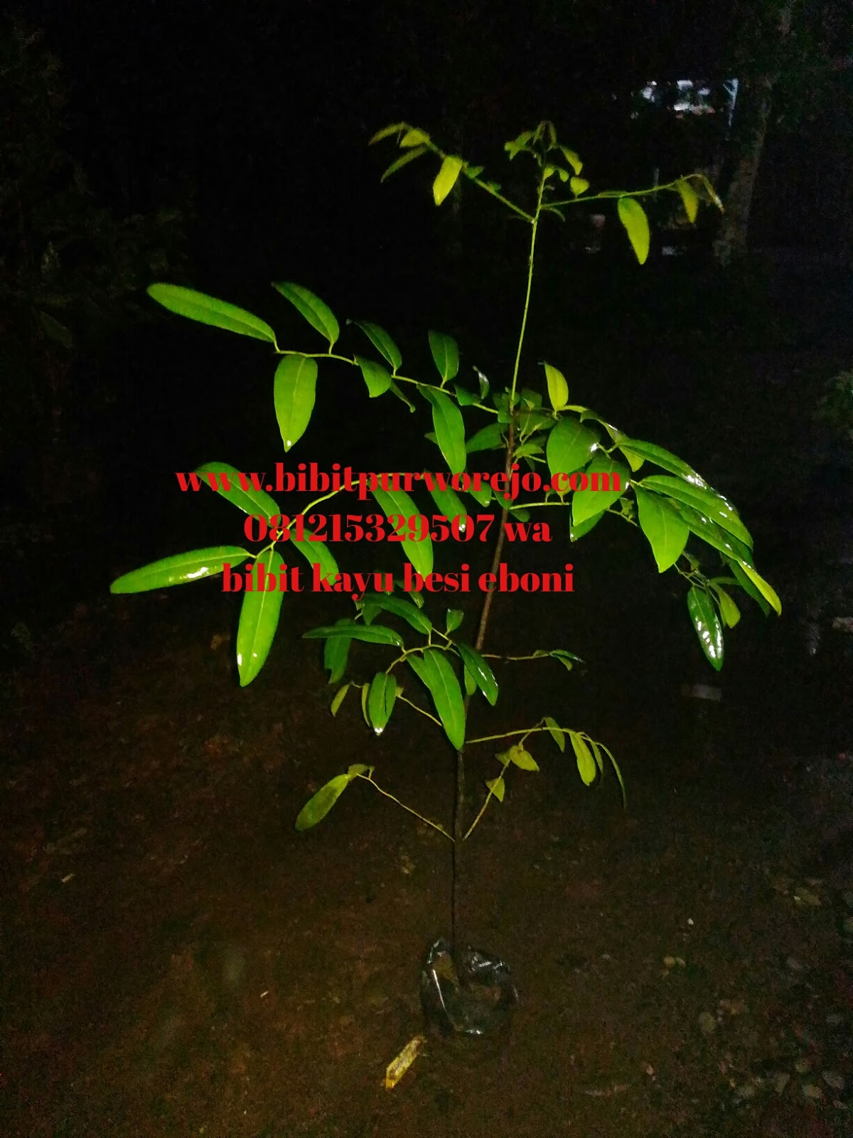 bibit kayu eboni jual bibit tanaman bibit kayu eboni jual bibit tanaman