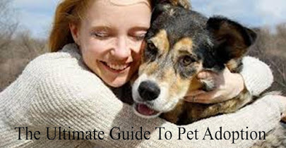 PET ADOPTION TIPS