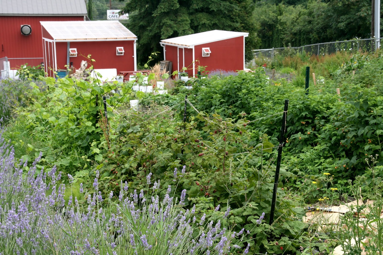 Finding the extraordinary in the ordinary Snoqualmie Ice Cream Farm in