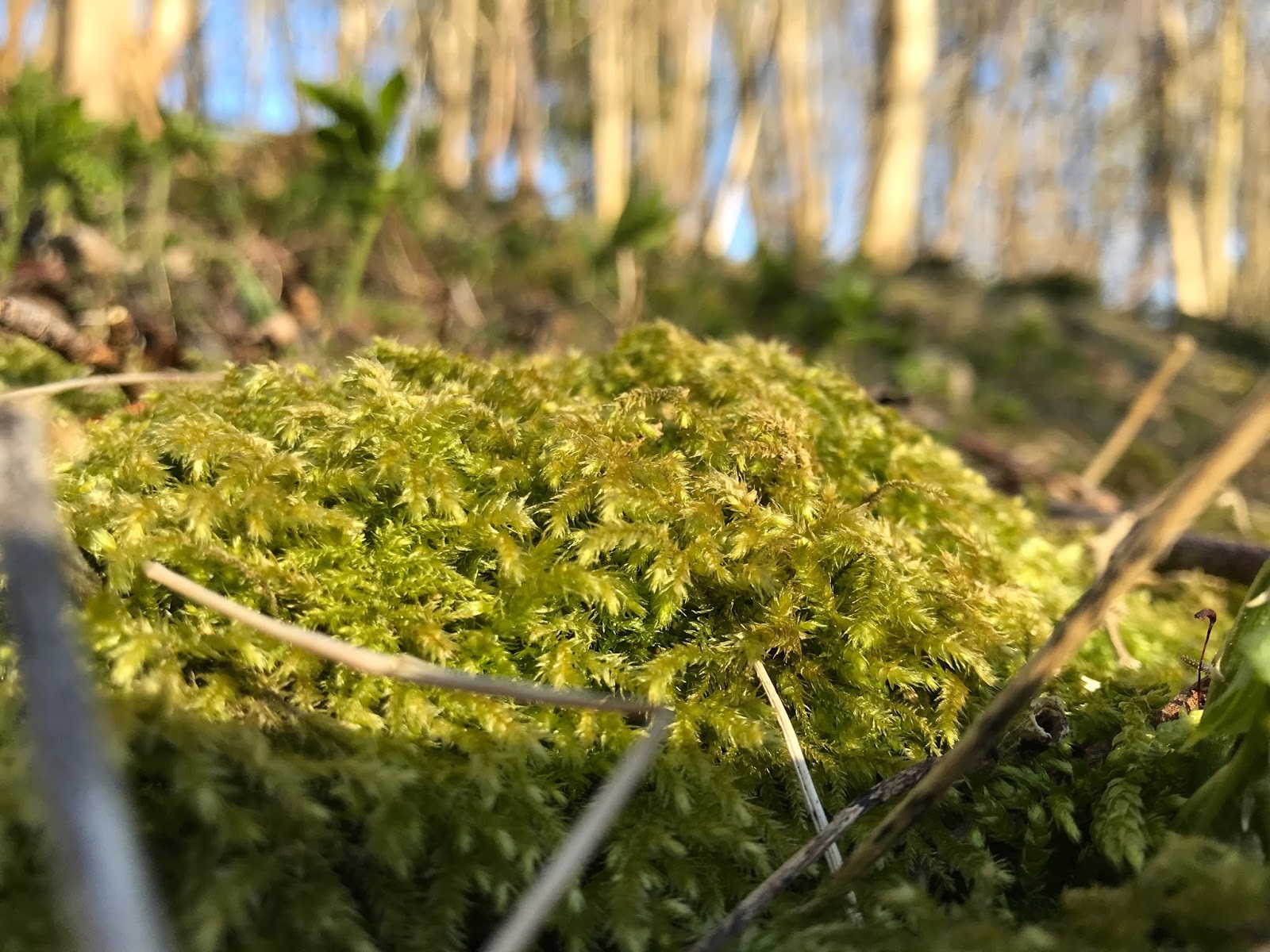 Random findings of a specimen from Venus... Aka me, Rhona Liddle. My