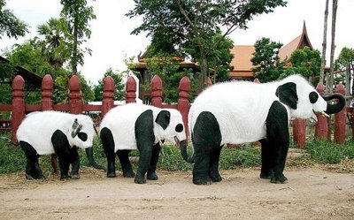 Cool+and+Funny+Panda+elephants++3.jpg