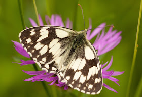Marbled White - Oxfordshire