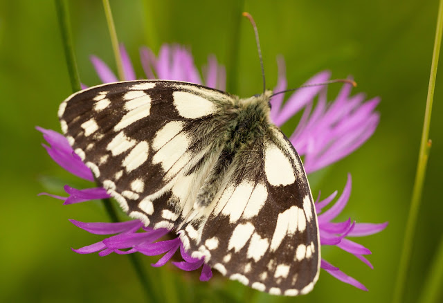 Marbled White - Oxfordshire