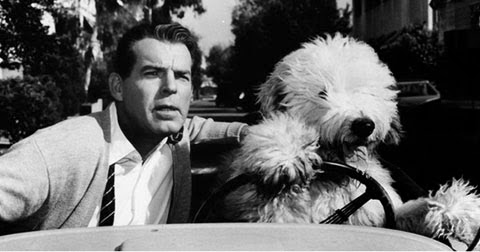 what kind of dog is shaggy dog