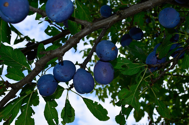Plums - fruit that will regenerate your body - Healing properties of prunes