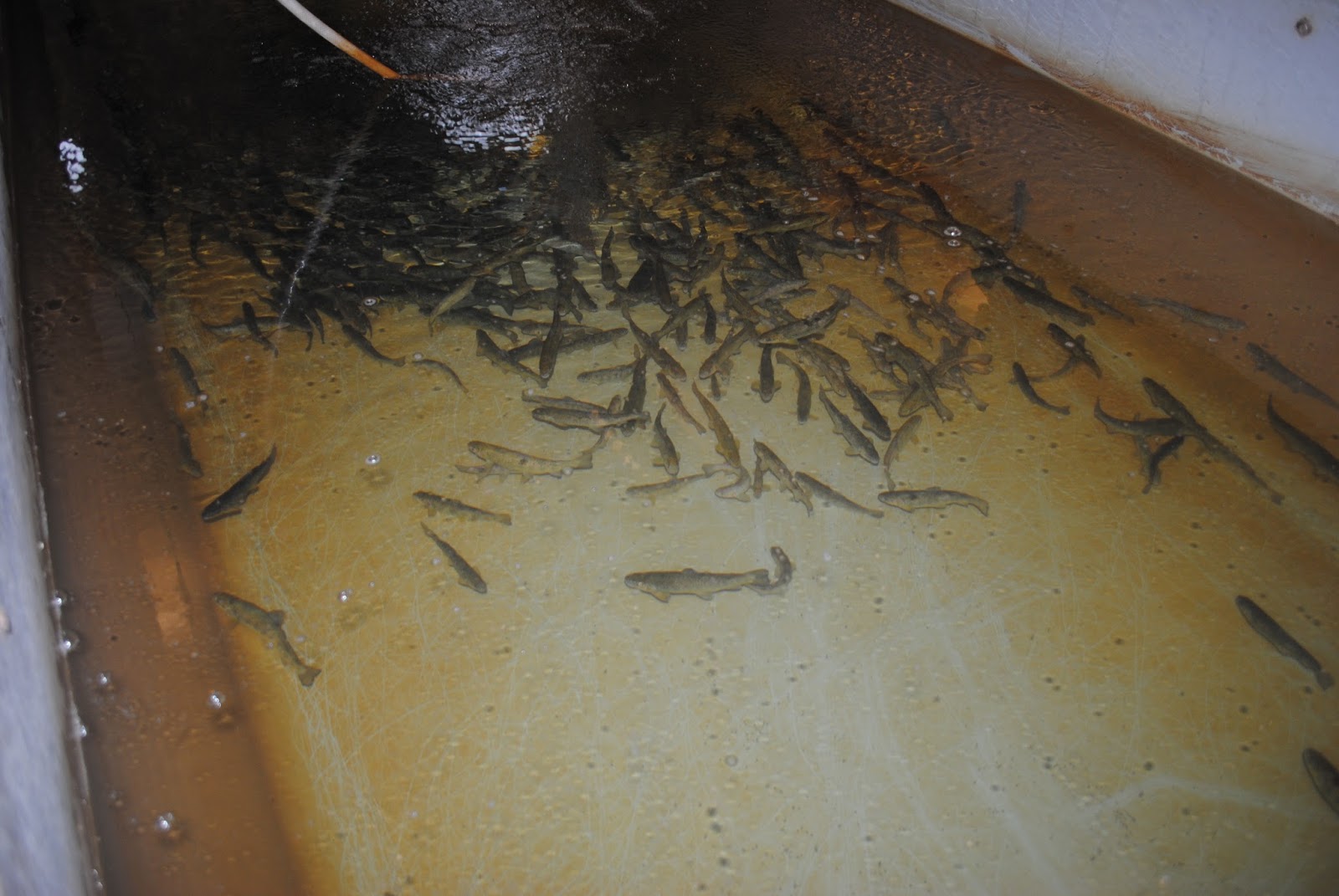 Lake Huron Fishing Club School Salmon Hatcheries and Events Lake Huron