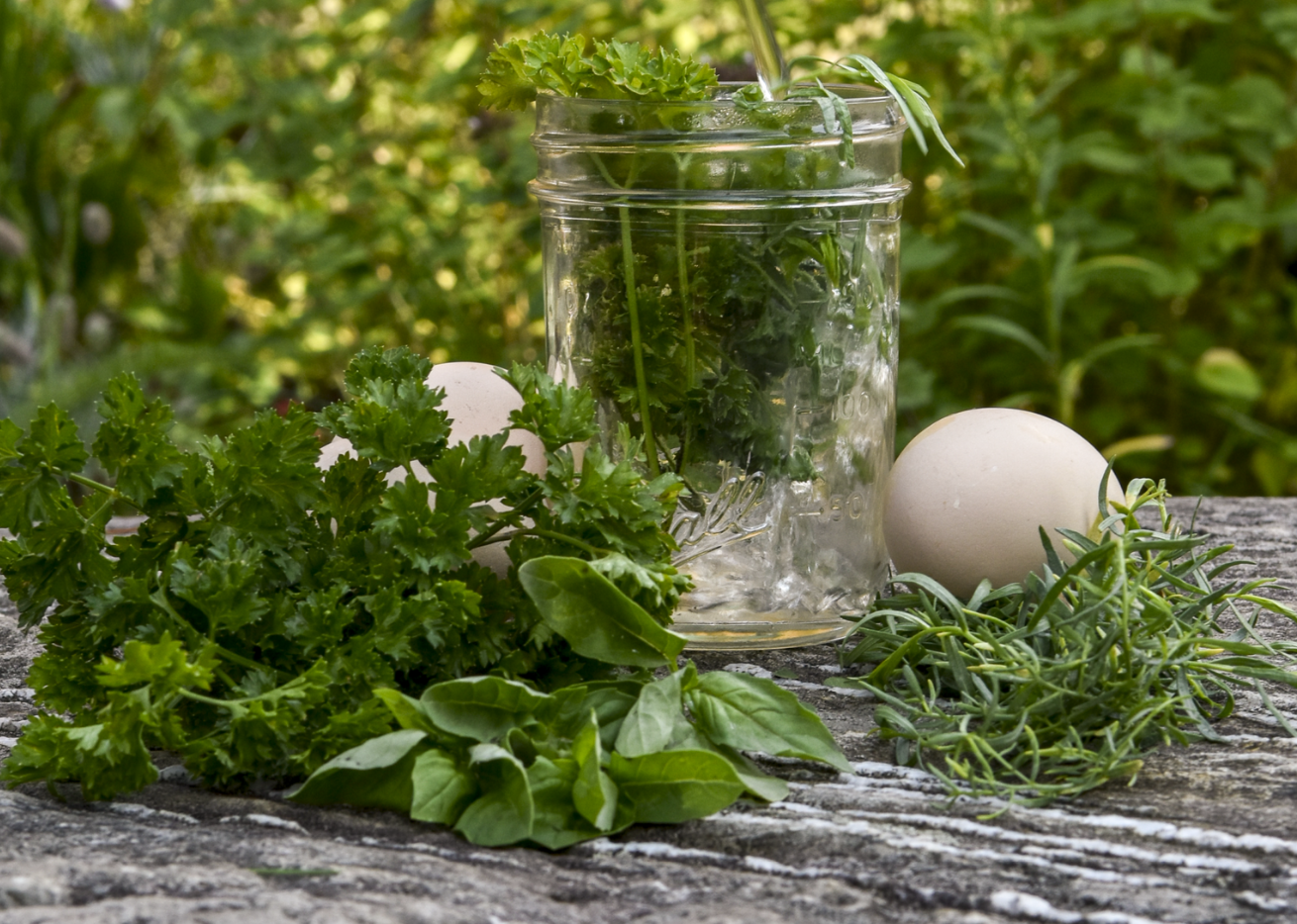 Herbal Tea for Backyard Chickens Fresh Eggs Daily® with Lisa Steele