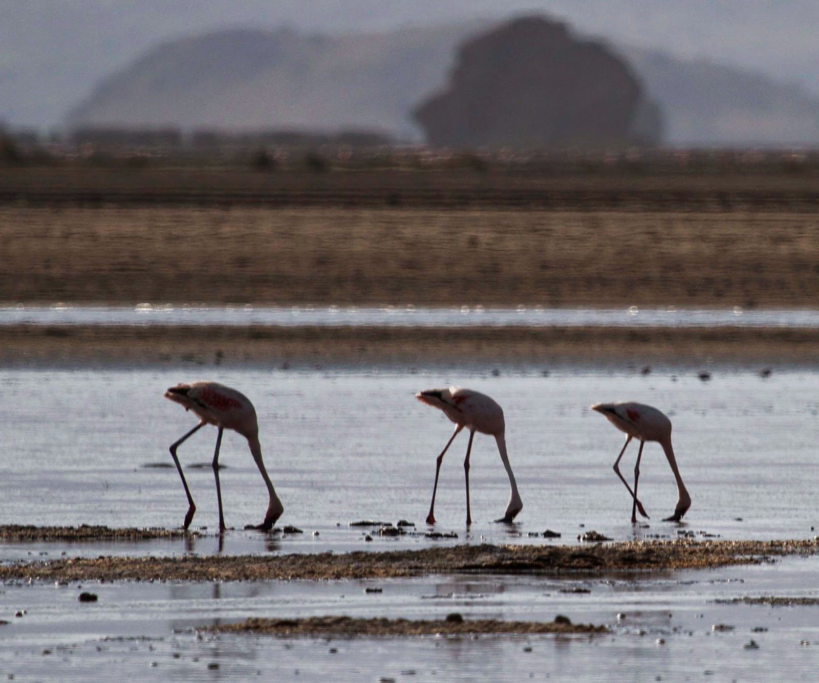 Running From Moose Tanzania Lake Natron Stories Parison And The Tanzania Lake Natron Stories Parison And The Pink Flamingos