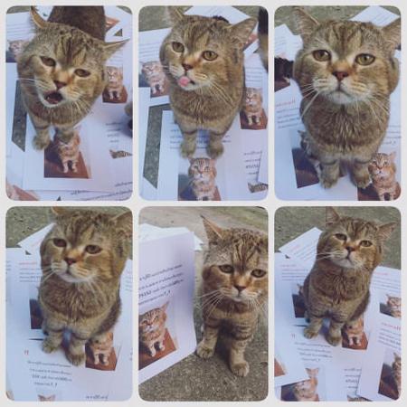 думали, что кот потерялся, а он пришел