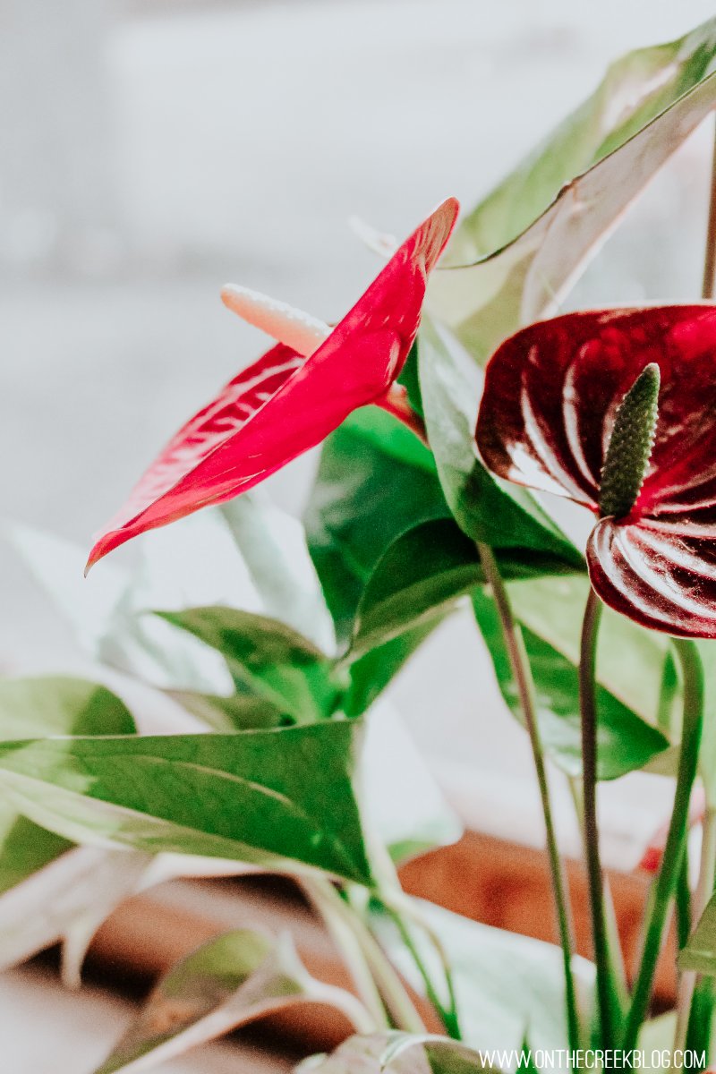 Ace of Hearts Anthurium + Plant Care Guide