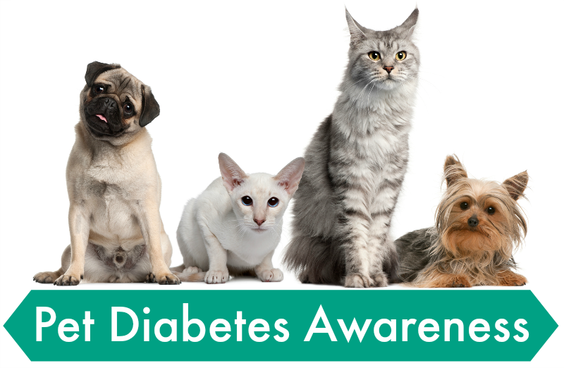 Pet Diabetes Awareness National Pet Diabetes Month Pawsitively Pets