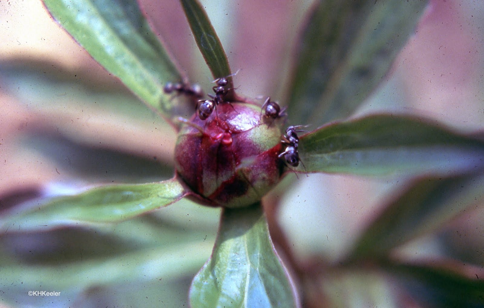 Plants With Extra Floral Nectaries Patriots