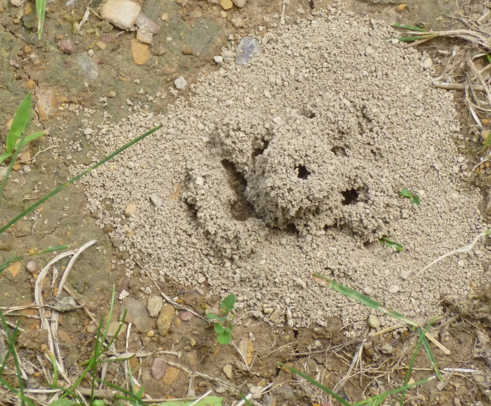 Backyard Ant Hill