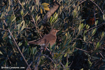 Tord (Turdus philomelos)