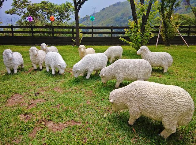 綿羊 羊ㄇㄟㄇㄟ．綠光森林．桃園復興鄉