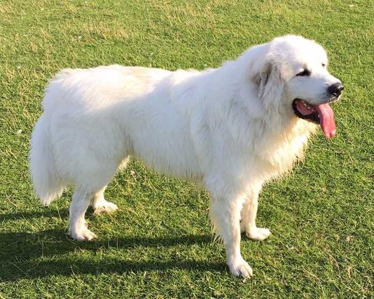 large breed dog groomers