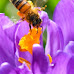 Strong evidence bees boost flowers' scent