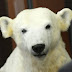 Polar bear KNUT - the saga continues!