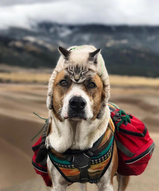 Cặp đôi phượt thủ chó mèo cùng nhau đi tới chân trời góc bể