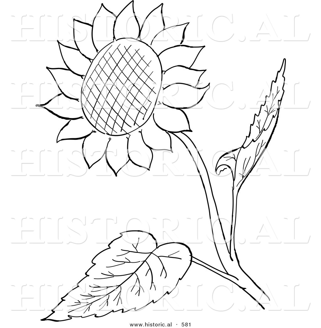Download Simple Sunflower Coloring Pages
