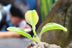 Cara install mode super macro yang super keren untuk Oppo Mirror 5