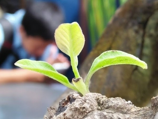 Cara install mode super macro yang super keren untuk Oppo Mirror 5