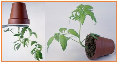 Pertambahan tinggi batang sebuah tanaman merupakan salah satu ciri yang menandakan bahwa tanaman ter
