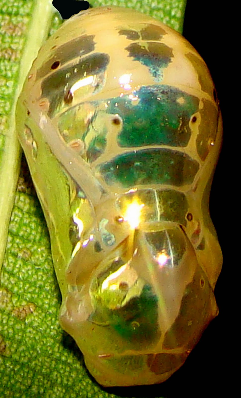 Insects of Kerala: COMMON INDIAN CROW BUTTERFLY- Euploea core-2