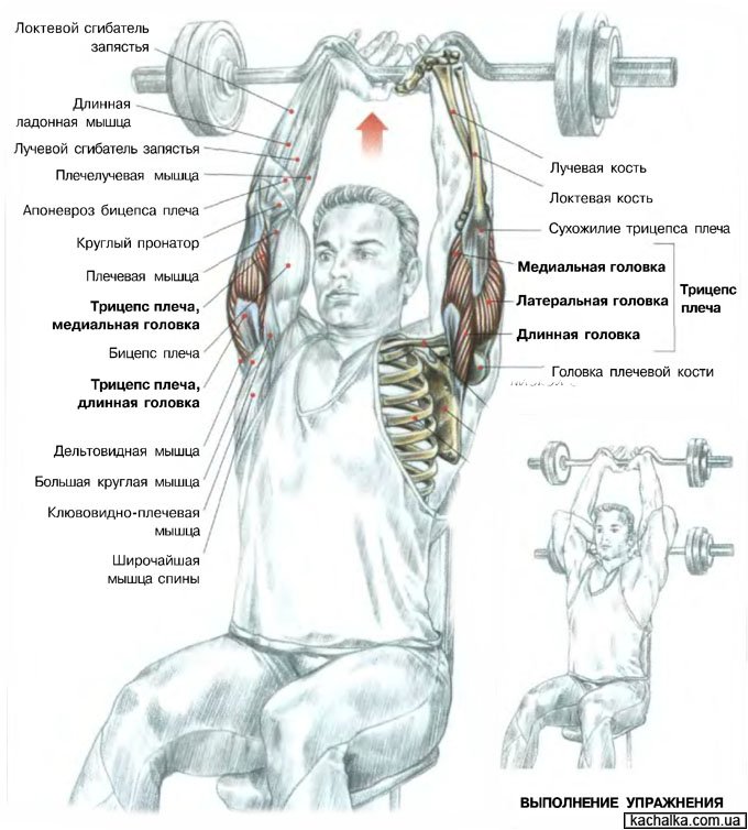 Качалка: Разгибание двух рук с изогнутым грифом из-за головы