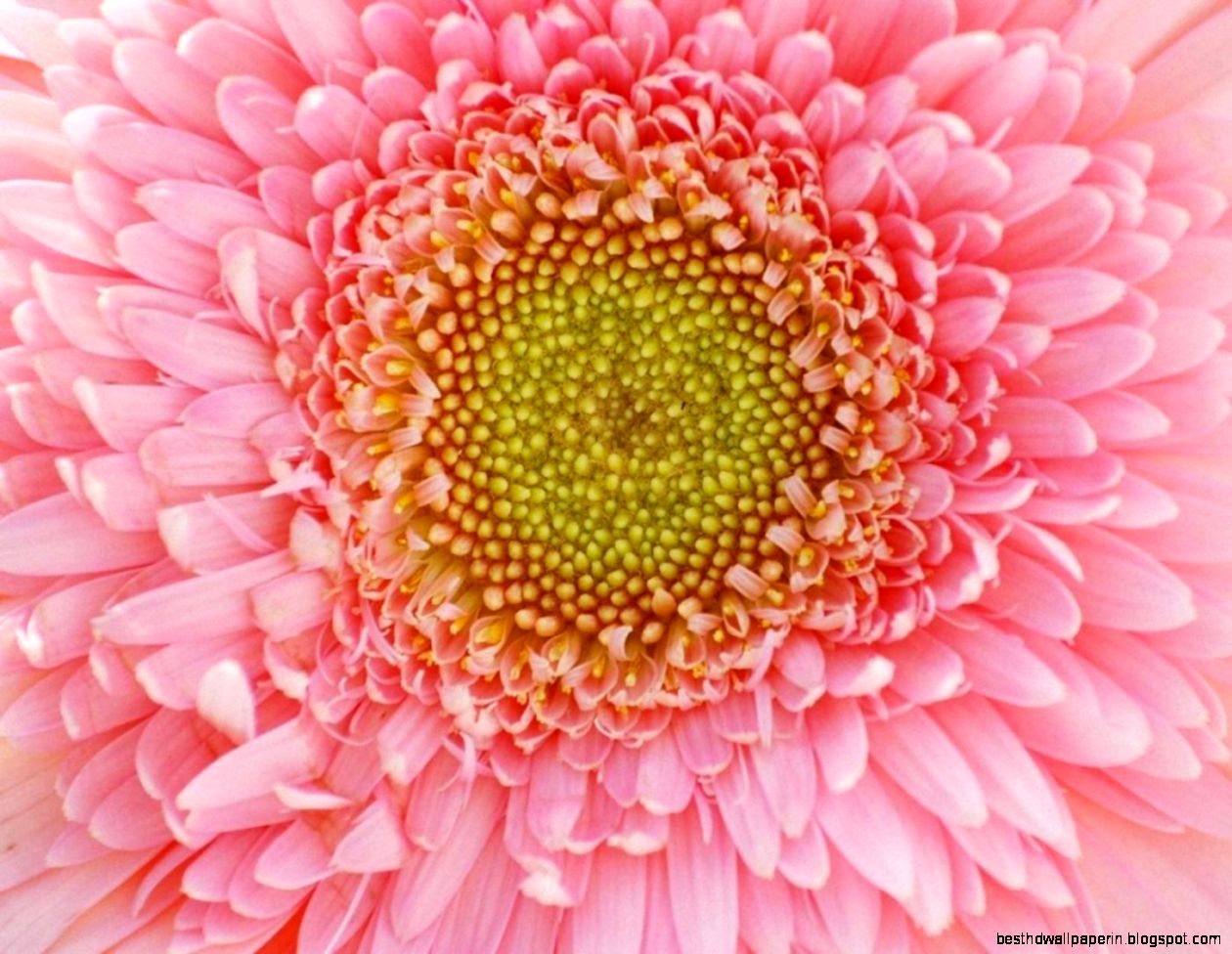 Beautiful Flowers Hd Wallpapers Download Free  New HD Wallpapers