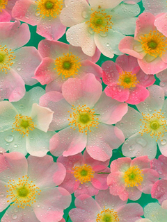 Flowers | 240x320 | Wallpapers | Free Download - Part IV | Mobile ...