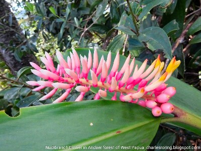 Wild flower in Tambrauw rainforest