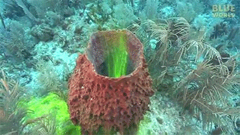 how does a sponge move water through its body
