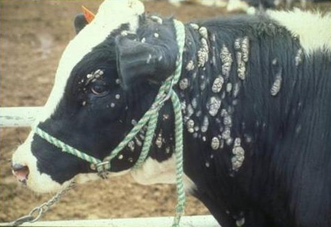 gejala penyakit papillomatosis pada sapi