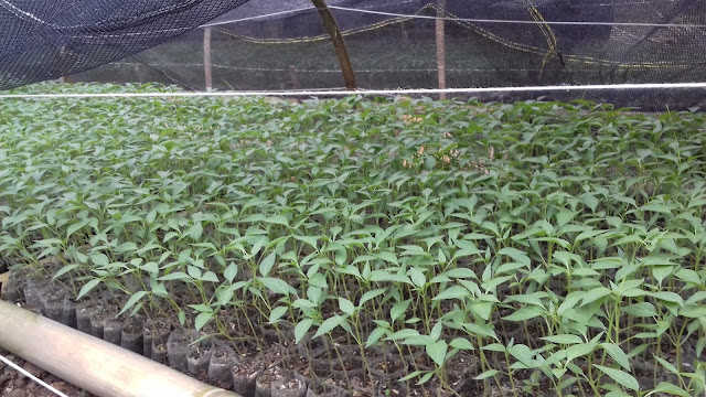 Tanaman Cabe Di Wadah Potpolybag dengan Pupuk Dasar Dari Jerami Padi Yang Dibakar, Photo Original by: Wahid Priyono (Guruilmuan).