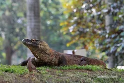 komodo kebun binatang ragunan jakarta