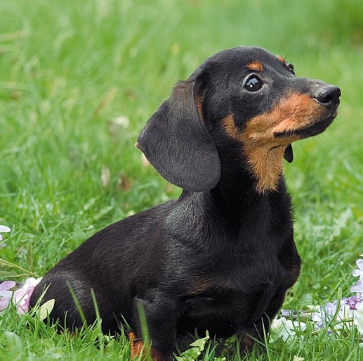 Puppy Pictures and Information