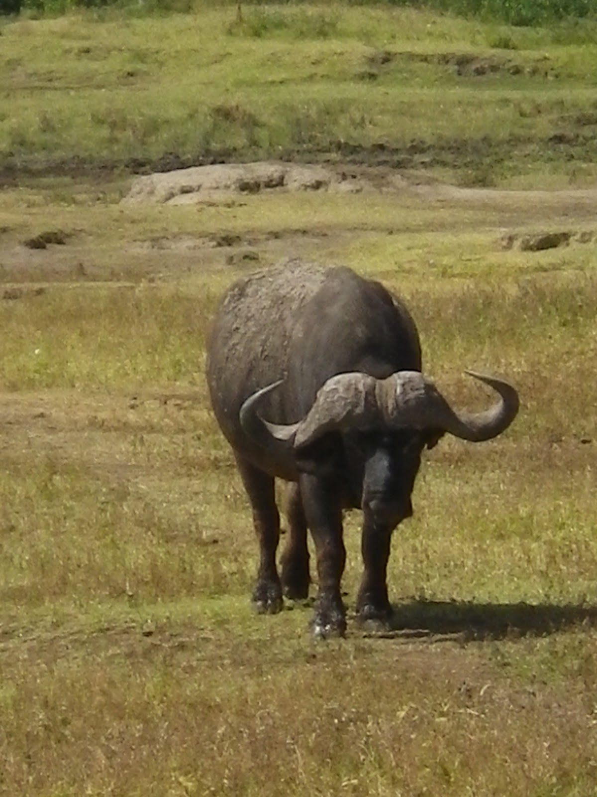 Notes & Ramblings: Seen on Safari