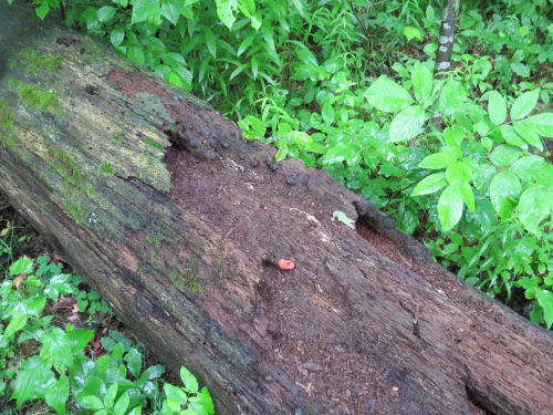 fallen hemlock log with tiny bits of slime mold