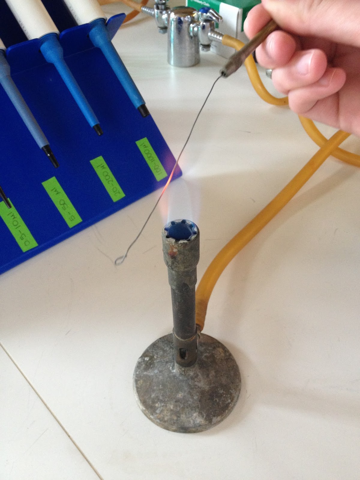 Christina, Grace, and Lauren's Medical Micro Blog Day 12 Mini Micro Lab