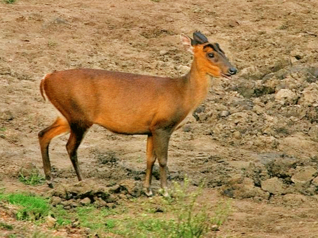 Places to visit in Bihar Kaimur Wildlife Sanctuary, Kaimur, Bihar